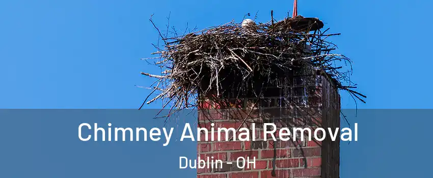 Chimney Animal Removal Dublin - OH