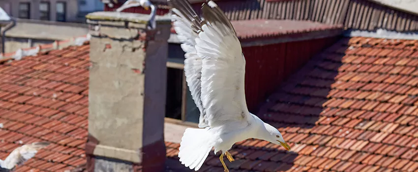 Residential Chimney Animal Removal Solution in Dublin, OH